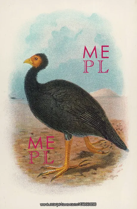 : LAYARD'S MEGAPODE : LAYARD'S MEGAPODE