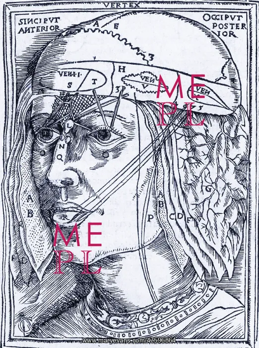 : Layers of the Brain : Layers of the Brain