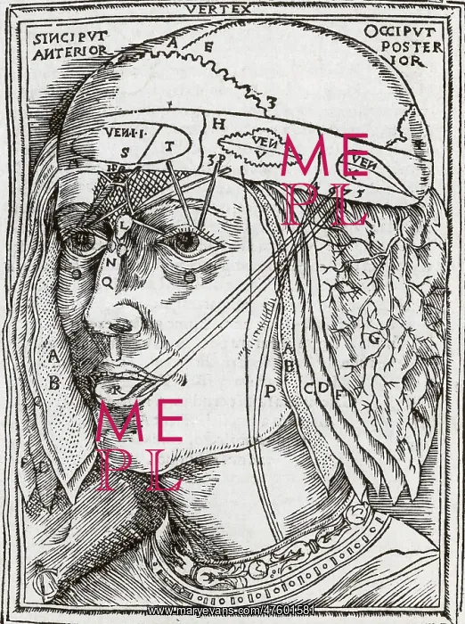 : Layers of the Brain : Layers of the Brain