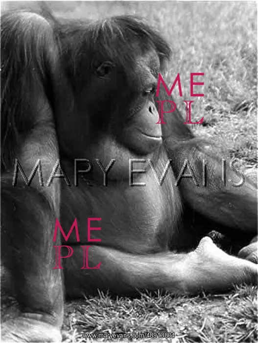 : LAZY ORANG UTAN : LAZY ORANG UTAN