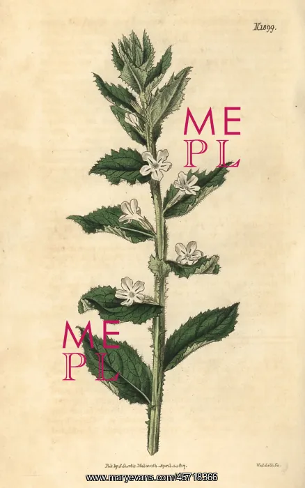 : Lazybush, Oftia africana : Lazybush, Oftia africana