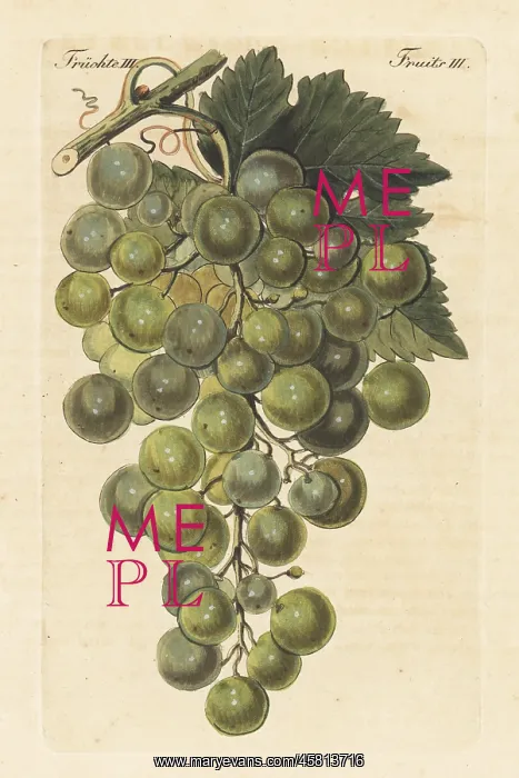 : Le Chasselas blanc, white grape variety, Vitis vinifera : Le Chasselas blanc, white grape variety, Vitis vinifera