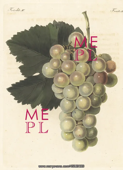 : Le Chasselas vert, white grape variety : Le Chasselas vert, white grape variety