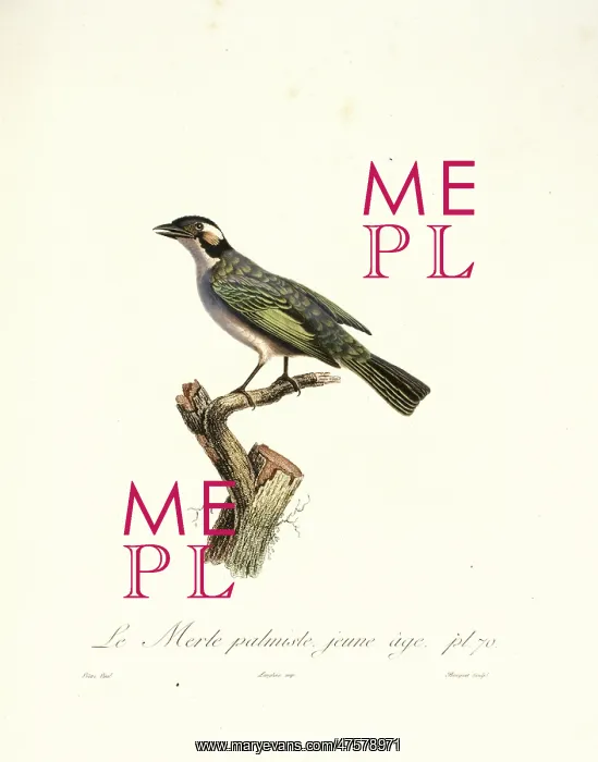 : Le Merle palmiste, blackbird in cabbage tree : Le Merle palmiste, blackbird in cabbage tree