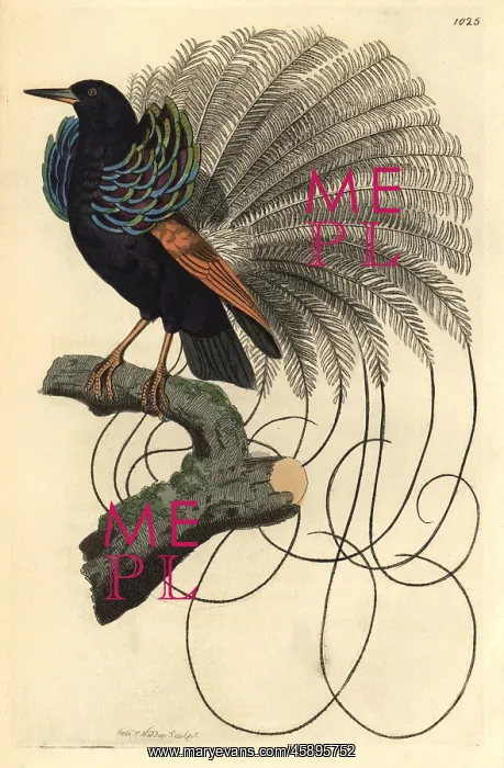 : Le Nebuleux bird of paradise, Paradisea nigricans : Le Nebuleux bird of paradise, Paradisea nigricans