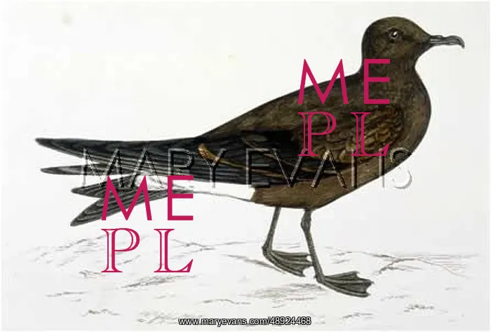  : LEACH'S PETREL