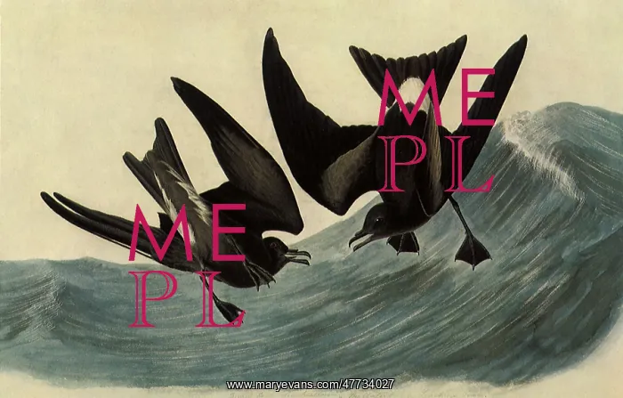  : Leach's Petrels