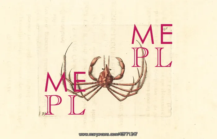 : Leach's spider crab, Inachus phalangium : Leach's spider crab, Inachus phalangium