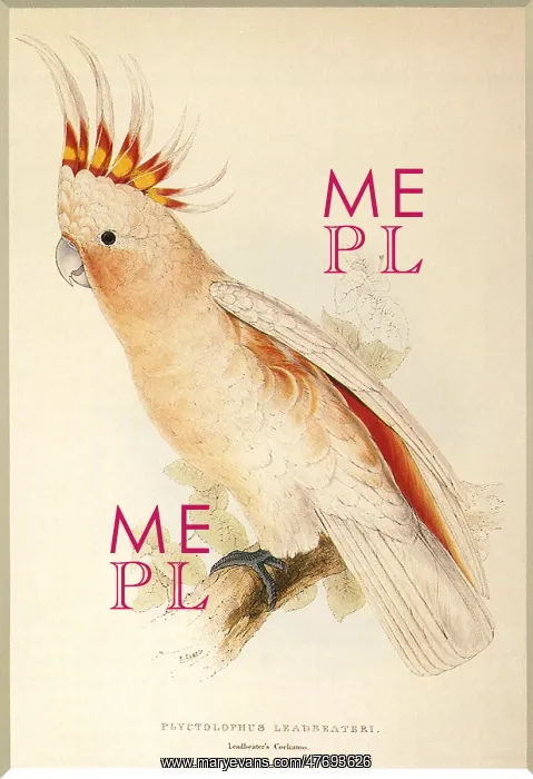 : Leadbeater's, Major Mitchell's, or Pink Cockatoo : Leadbeater's, Major Mitchell's, or Pink Cockatoo