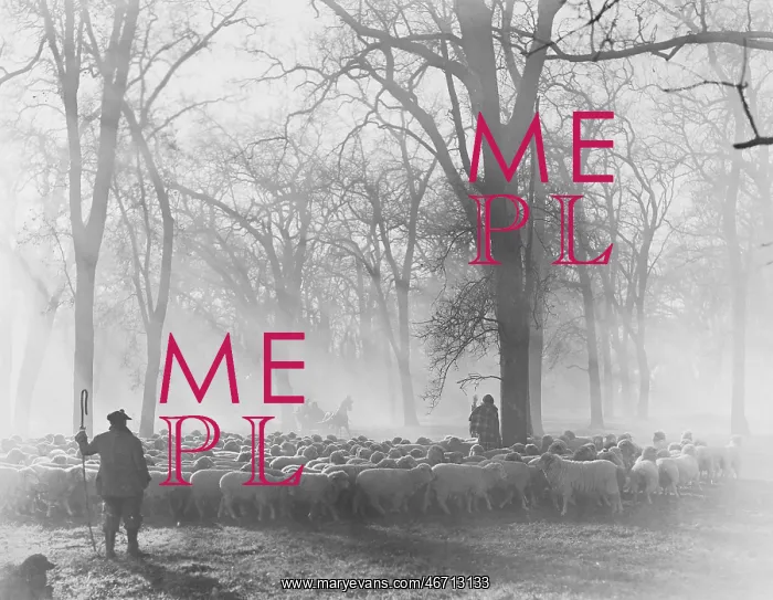 : Leading the Flock - sheepherders at work : Leading the Flock - sheepherders at work