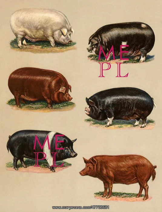  : Leading Types of Hogs