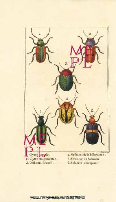 : Leaf beetles : Leaf beetles