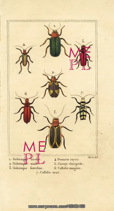  : Leaf beetles