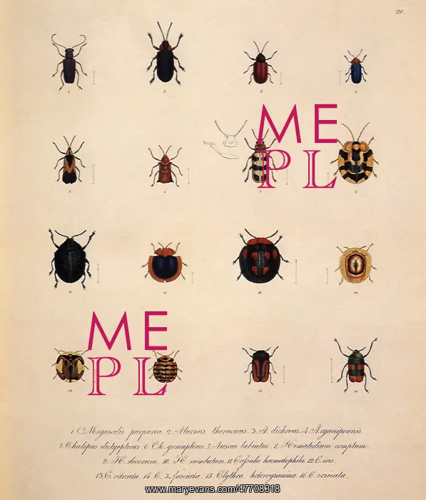  : Leaf Beetles, Family Chrysomelidae