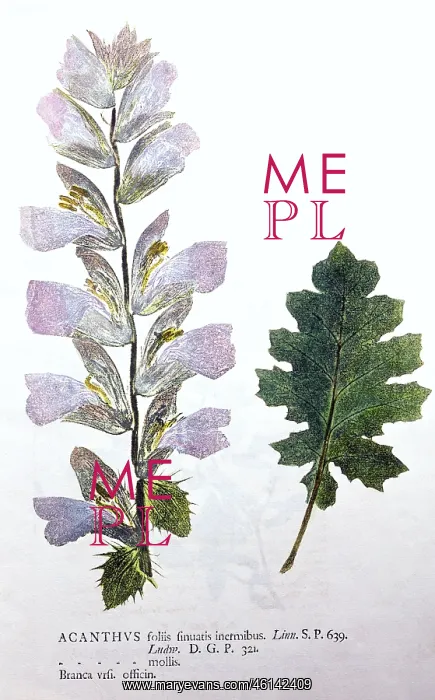 : Leaf and blossom : Leaf and blossom