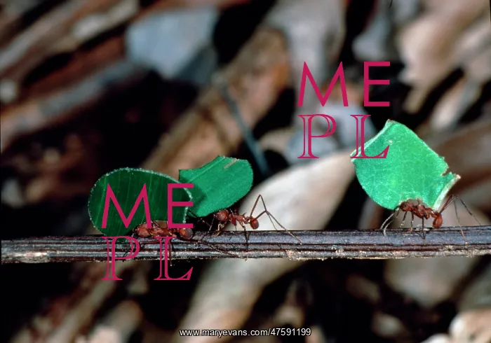 : Leaf-cutter ants carrying pieces of leaf : Leaf-cutter ants carrying pieces of leaf