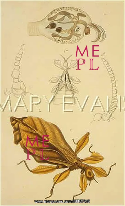 : LEAF INSECT : LEAF INSECT