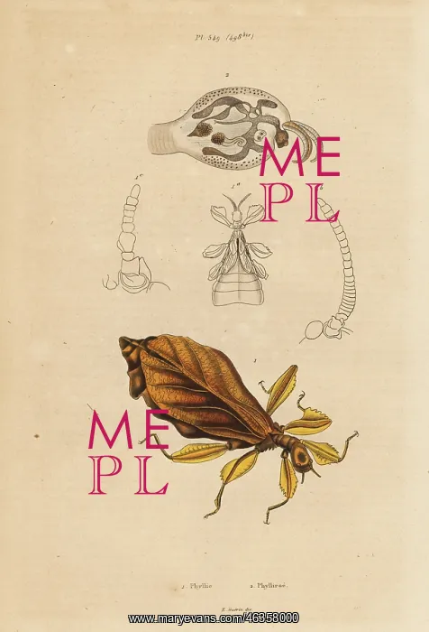 : Leaf insect, Phyllium species, and nudibranch : Leaf insect, Phyllium species, and nudibranch