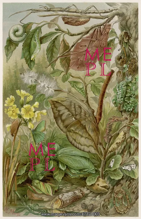 : LEAF INSECTS : LEAF INSECTS