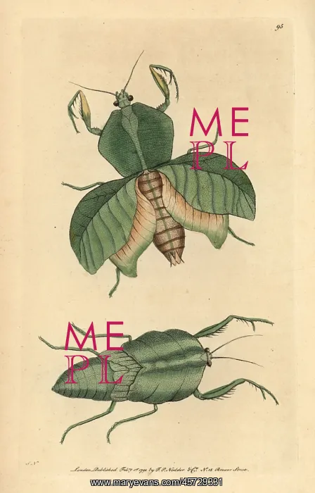 : Leaf mantis, Choeradodis strumaria : Leaf mantis, Choeradodis strumaria