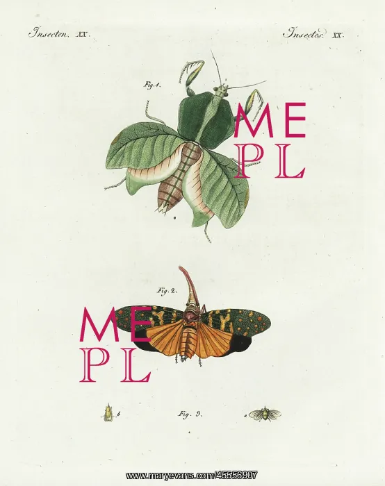 : Leaf mantis, lantern fly, and european lantern fly : Leaf mantis, lantern fly, and european lantern fly