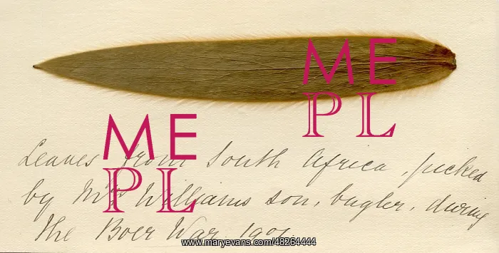 : Leaf from South Africa picked during the Boer War : Leaf from South Africa picked during the Boer War