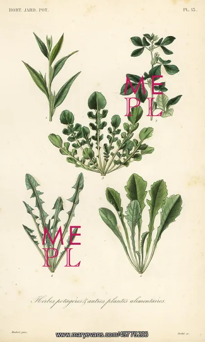 : Leaf vegetables : Leaf vegetables