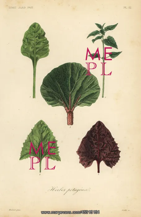 : Leaf vegetables : Leaf vegetables