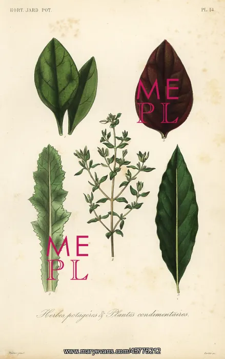 : Leaf vegetables and herbs : Leaf vegetables and herbs