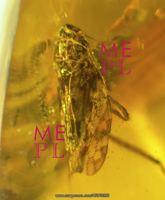 : Leafhopper in amber : Leafhopper in amber