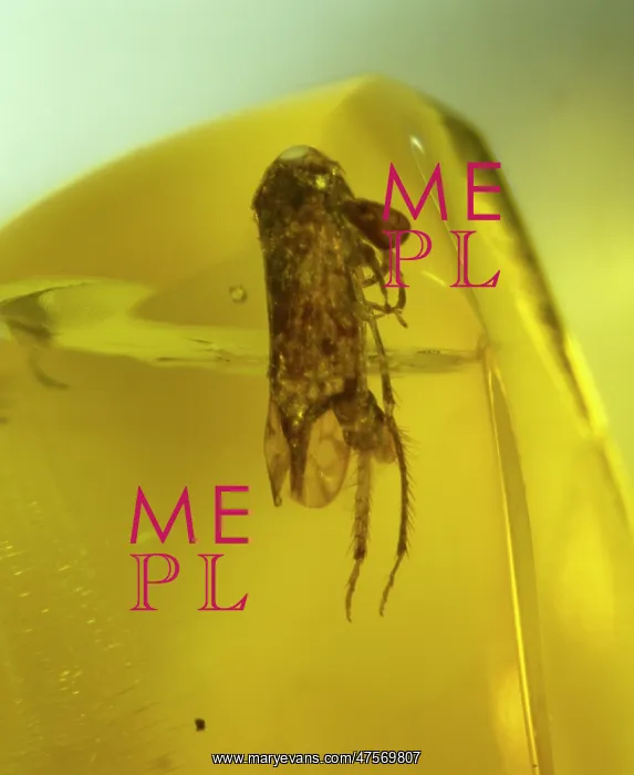 : Leafhopper bug in Dominican amber : Leafhopper bug in Dominican amber