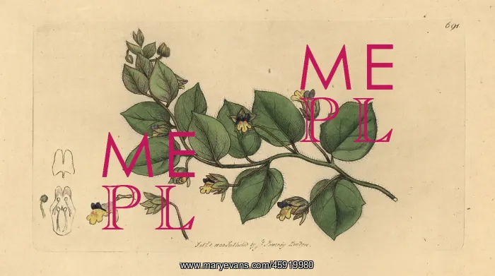 : Leafless bluebush, Kickxia spuria : Leafless bluebush, Kickxia spuria