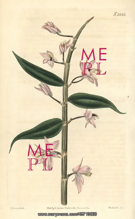 : Leafless dendrobium orchid, Dendrobium aphyllum : Leafless dendrobium orchid, Dendrobium aphyllum