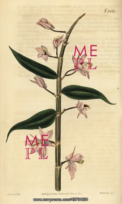 : Leafless dendrobium orchid, Dendrobium aphyllum : Leafless dendrobium orchid, Dendrobium aphyllum
