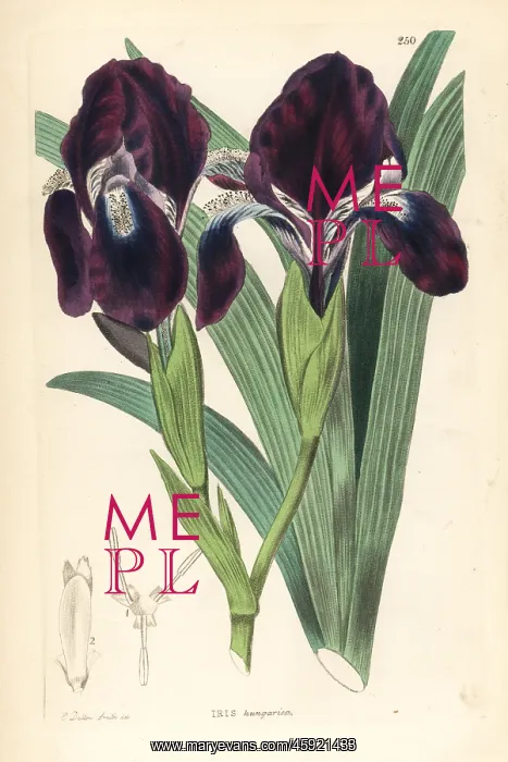 : Leafless iris, Iris aphylla : Leafless iris, Iris aphylla