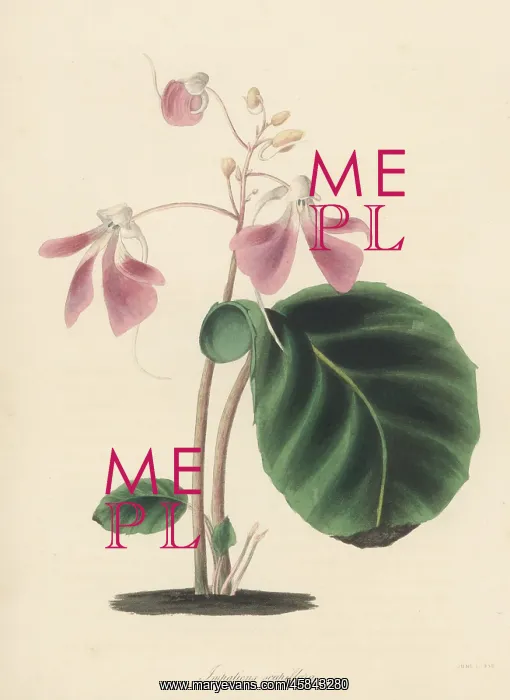 : Leafless-stem balsam, Impatiens scapiflora : Leafless-stem balsam, Impatiens scapiflora