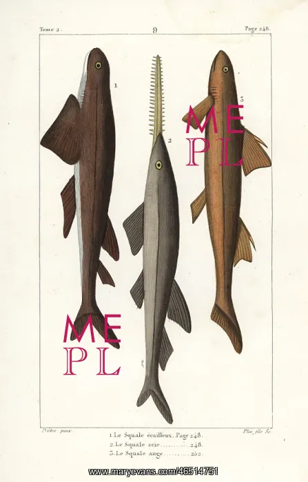 : Leafscale gulper shark, sawfish and angel shark : Leafscale gulper shark, sawfish and angel shark