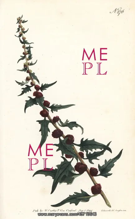 : Leafy goosefoot, Chenopodium foliosum : Leafy goosefoot, Chenopodium foliosum