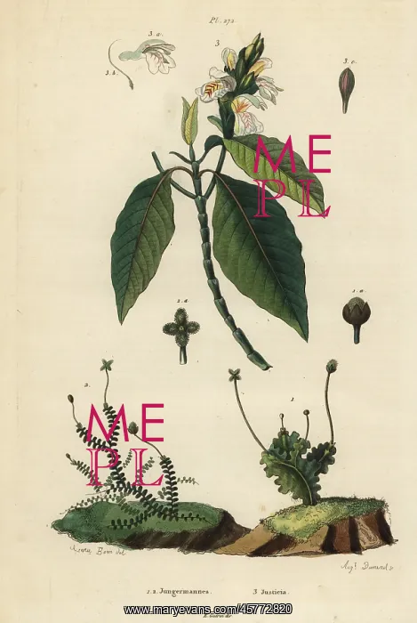 : Leafy liverworts and Malabar nut : Leafy liverworts and Malabar nut
