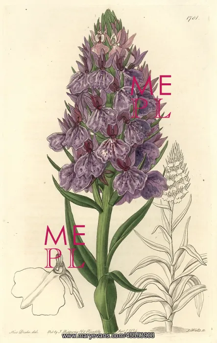 : Leafy orchid, Dactylorhiza foliosa : Leafy orchid, Dactylorhiza foliosa
