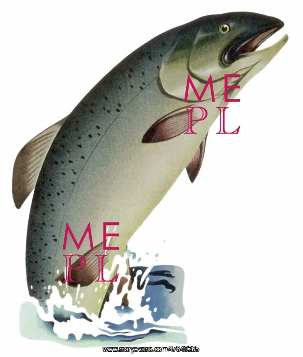  : Leaping Atlantic Salmon