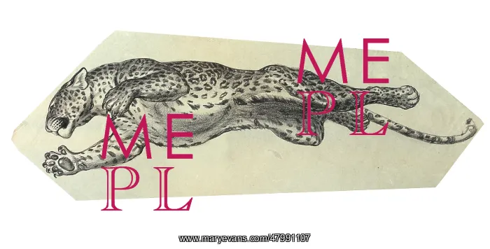  : Leaping leopard