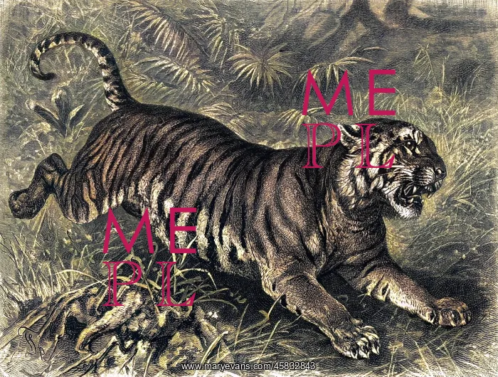  : LEAPING TIGER
