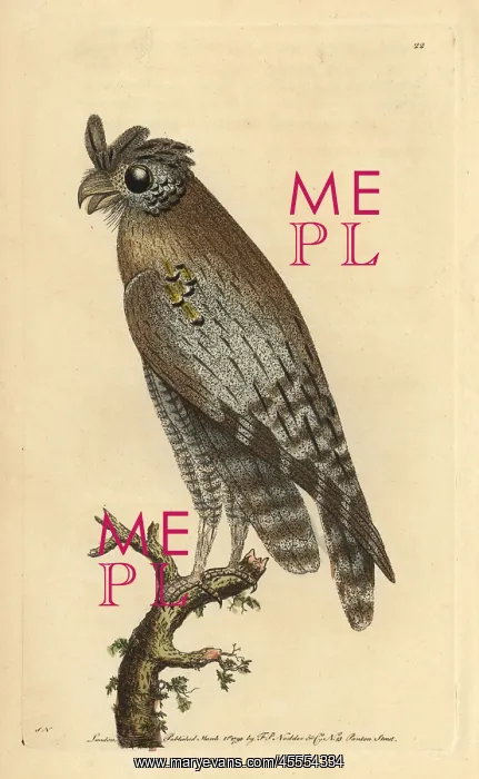 : Least-horned owl, Strix pulchella : Least-horned owl, Strix pulchella