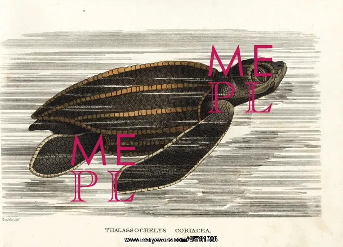 : Leatherback sea turtle, Dermochelys coriacea, vulnerable : Leatherback sea turtle, Dermochelys coriacea, vulnerable