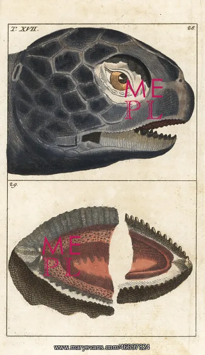 : Leatherback sea turtle, Dermochelys coriacea : Leatherback sea turtle, Dermochelys coriacea