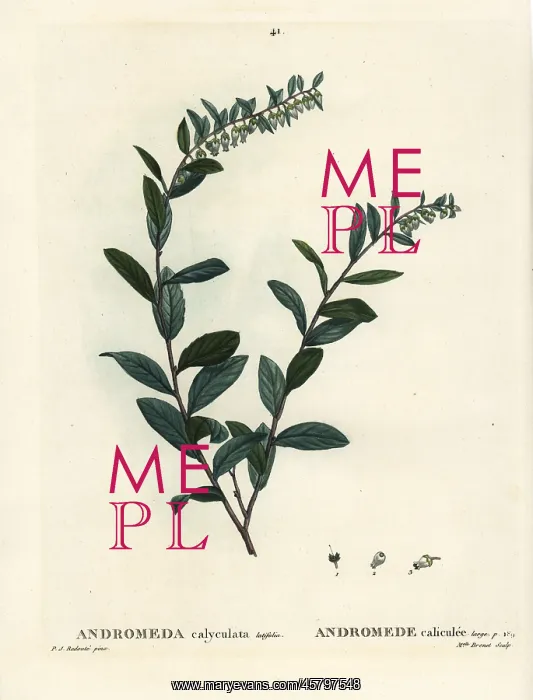 : Leatherleaf, Chamaedaphne calyculata : Leatherleaf, Chamaedaphne calyculata