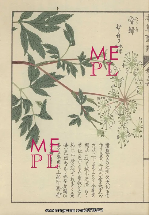 : Leaves and delicate white florets of the licorice-root : Leaves and delicate white florets of the licorice-root