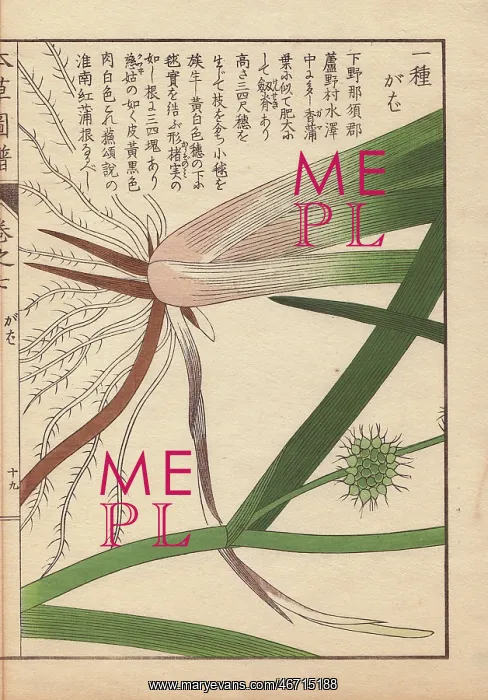 : Leaves, roots and seeds of bur-reed, Sparganium : Leaves, roots and seeds of bur-reed, Sparganium