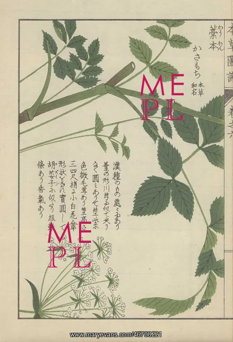 : Leaves and tiny white flowers from a type of : Leaves and tiny white flowers from a type of